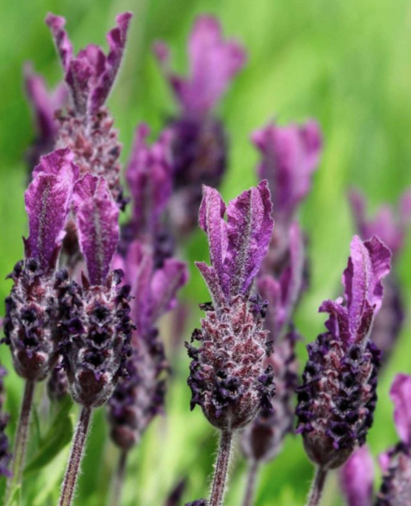 Lavandula Dentata French Lavender Plant One Gallon Healthy Harvesters