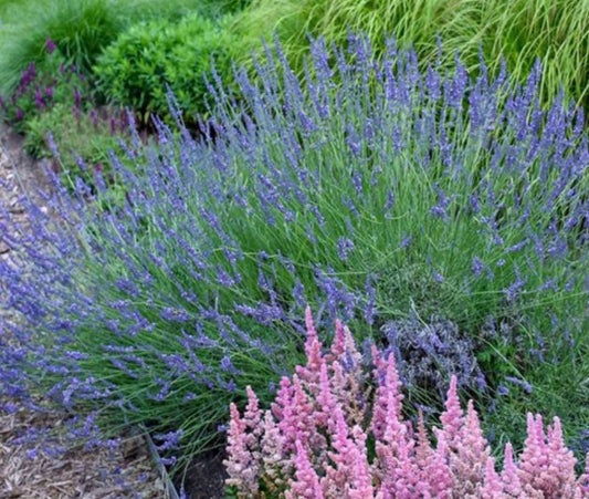 Lavandula X Intermedia Phenomenal Lavender