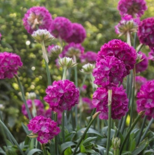 Armeria Pseudamareria Dreameria Dream Weaver Grift Thrift Plant One Gallon Healthy Harvesters