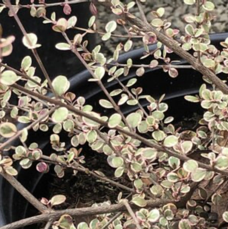Lophomyrtus X Ralphii Little Star New Zealand Myrtle Plant One Gallon