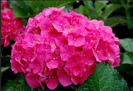 Hydrangea Macrophylla Pink Beauty Big Leaf Hydrangea Plant One Gallon Healthy Harvesters