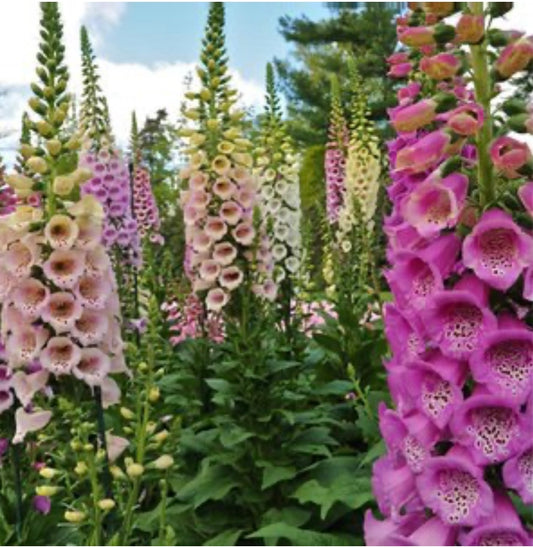 Digitalis Purpurea Foxglove Plant Healthy Harvesters