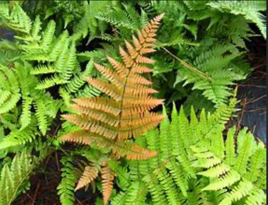 Autumn Fern Dryopteris erythrosora Plant One Gallon Size Healthy Harvesters