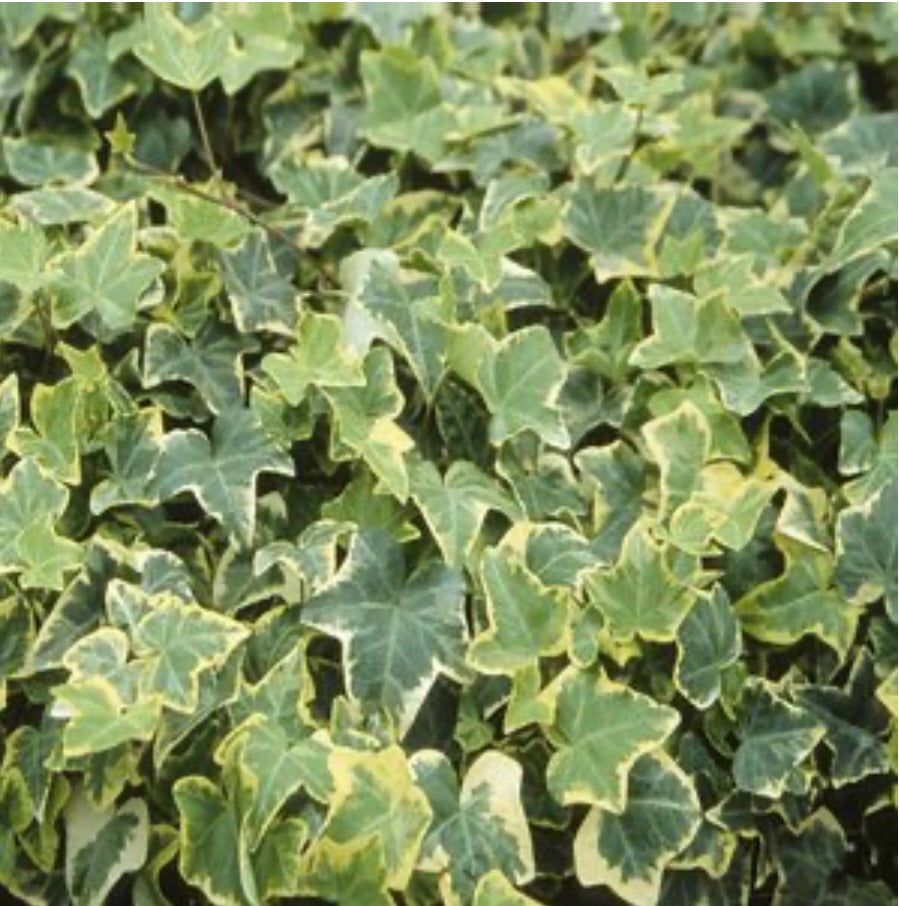 Hedera Helix Gold Child English Ivy Plant Healthy Harvesters