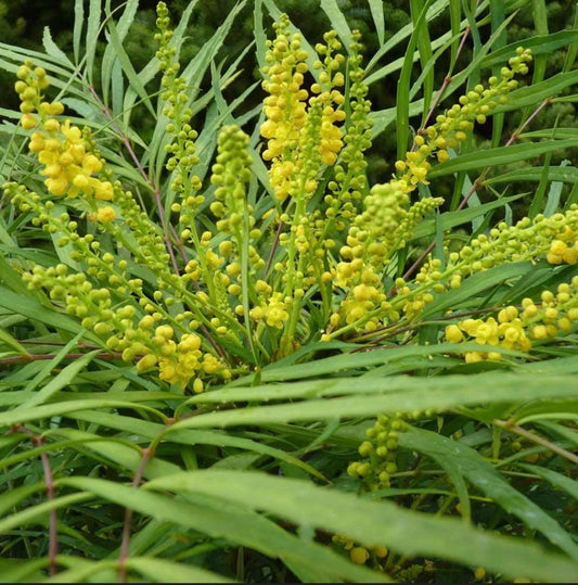 Mahonia Eurybracteata Soft Caress Mahonia Healthy Harvesters