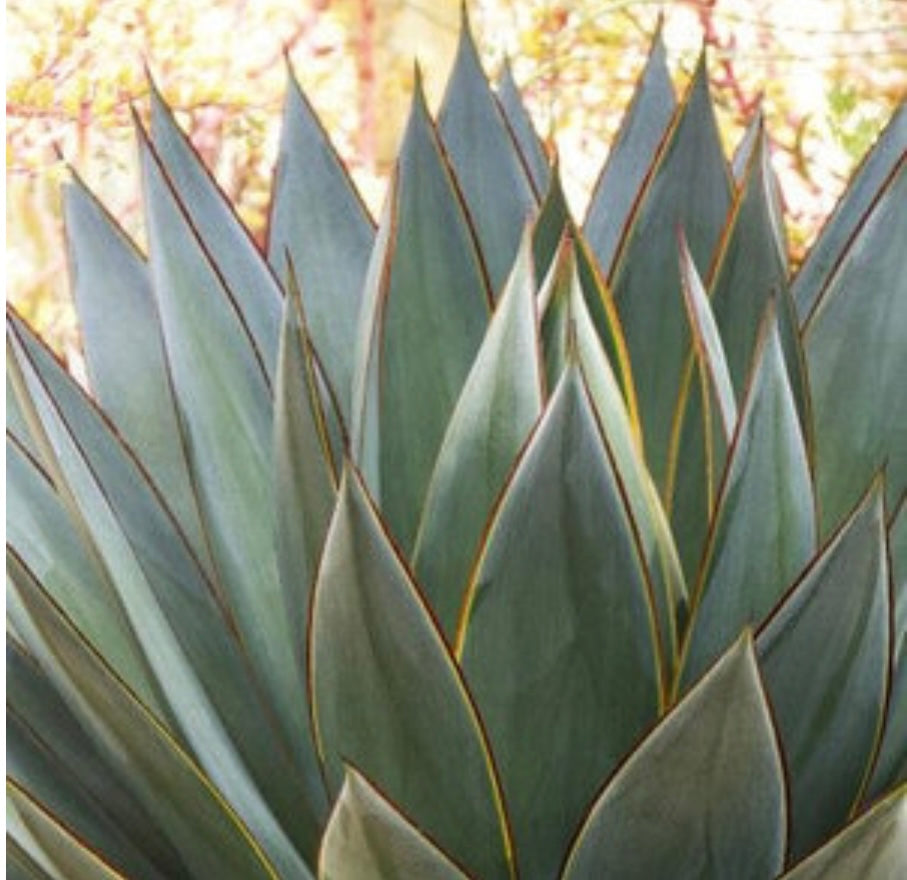 Blue Glow Agave Plant 2 Gallon Size Healthy Harvesters