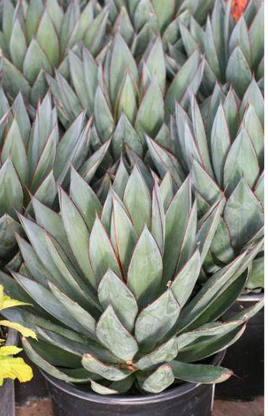 Blue Glow Agave Plant 2 Gallon Size Healthy Harvesters