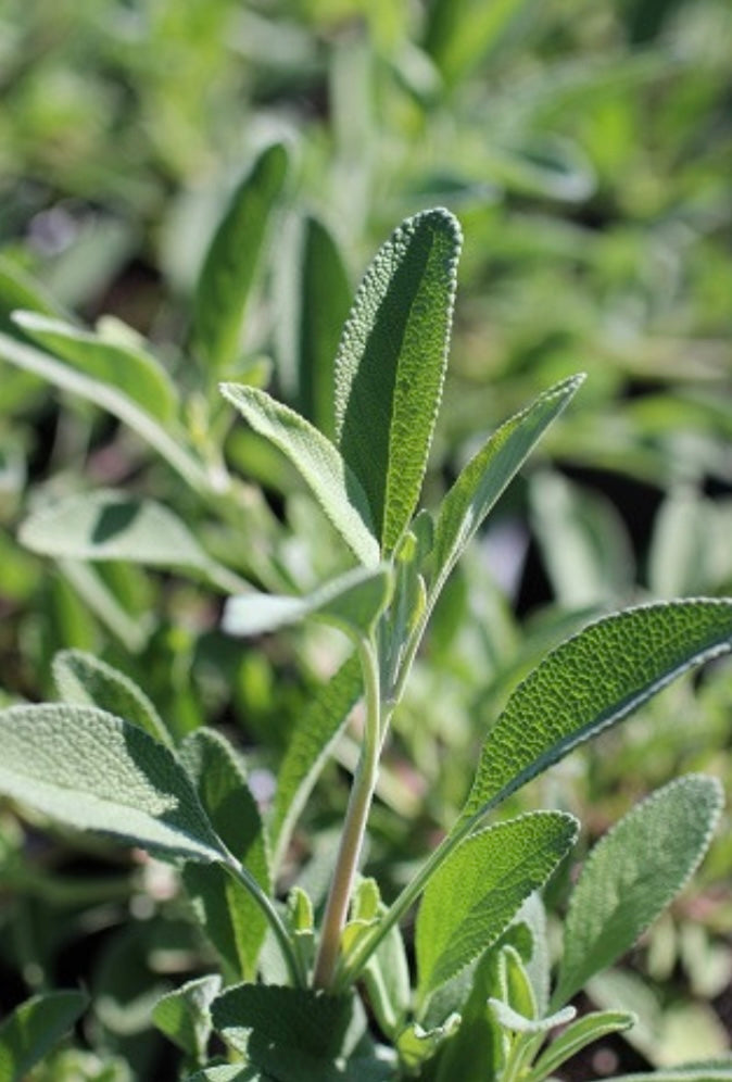 SALVIA 'BEE'S BLISS' Plant 1 Gallon Size – Healthy Harvesters