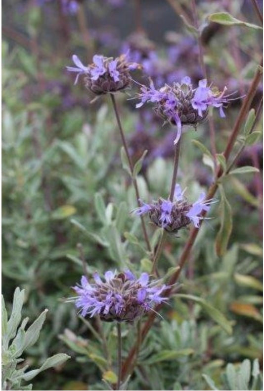 Salvia Pozo Blue Sage Plant One Gallon Size Healthy Harvesters