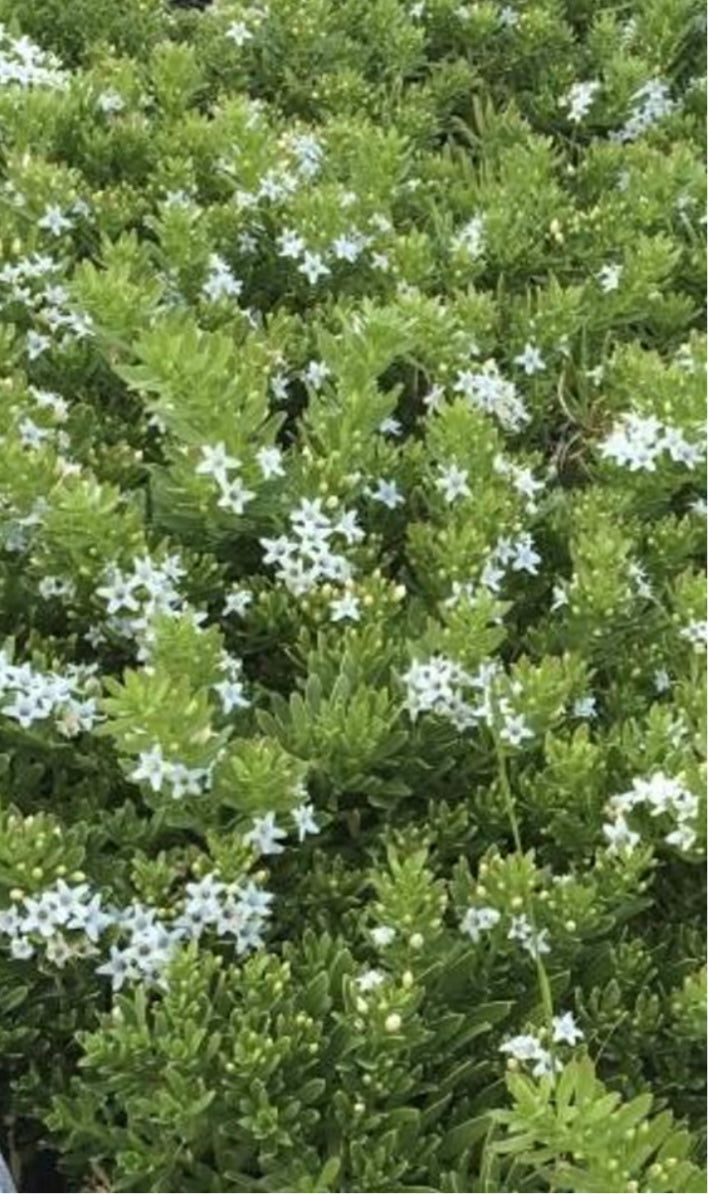 PROSTRATE MYOPORUM PARVIFOLIUM Ground Cover Plant 1 Gallon Size Healthy Harvesters