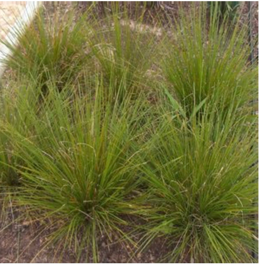 Lomandra Longifolia Breeze Mat Rush Plant 1 Gallon Size