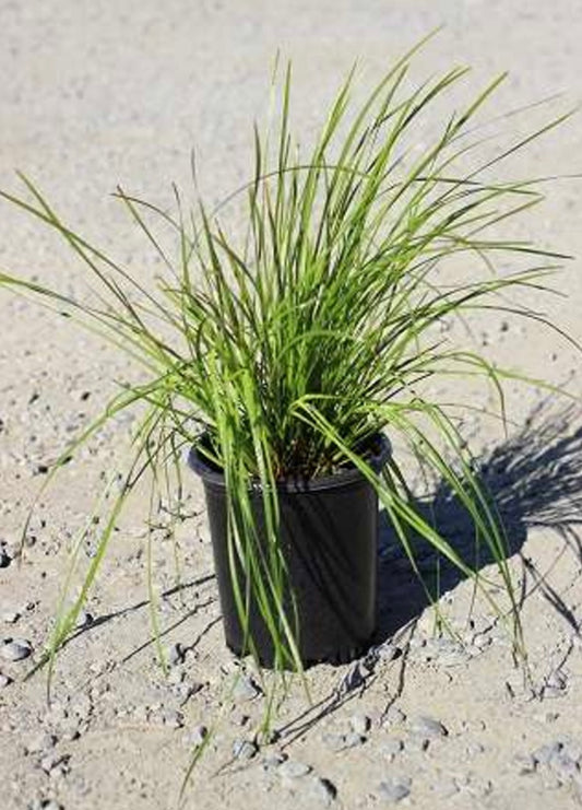 Lomandra Longifolia Breeze Mat Rush Plant 1 Gallon Size Healthy Harvesters