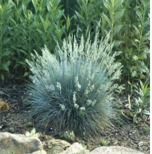 Festuca Glauca Elijah Blue Blue Fescue Plant 1 Gallon Size Healthy Harvesters