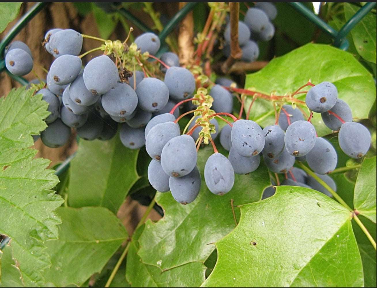 Oregon Grape MAHONIA REPENS Plant 1 Gallon Size Healthy Harvesters