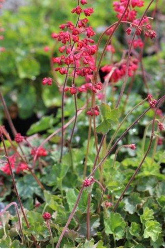 Coral Bells Heuchera Sanguinea Firefly Plant 1 Gallon Size Healthy Harvesters