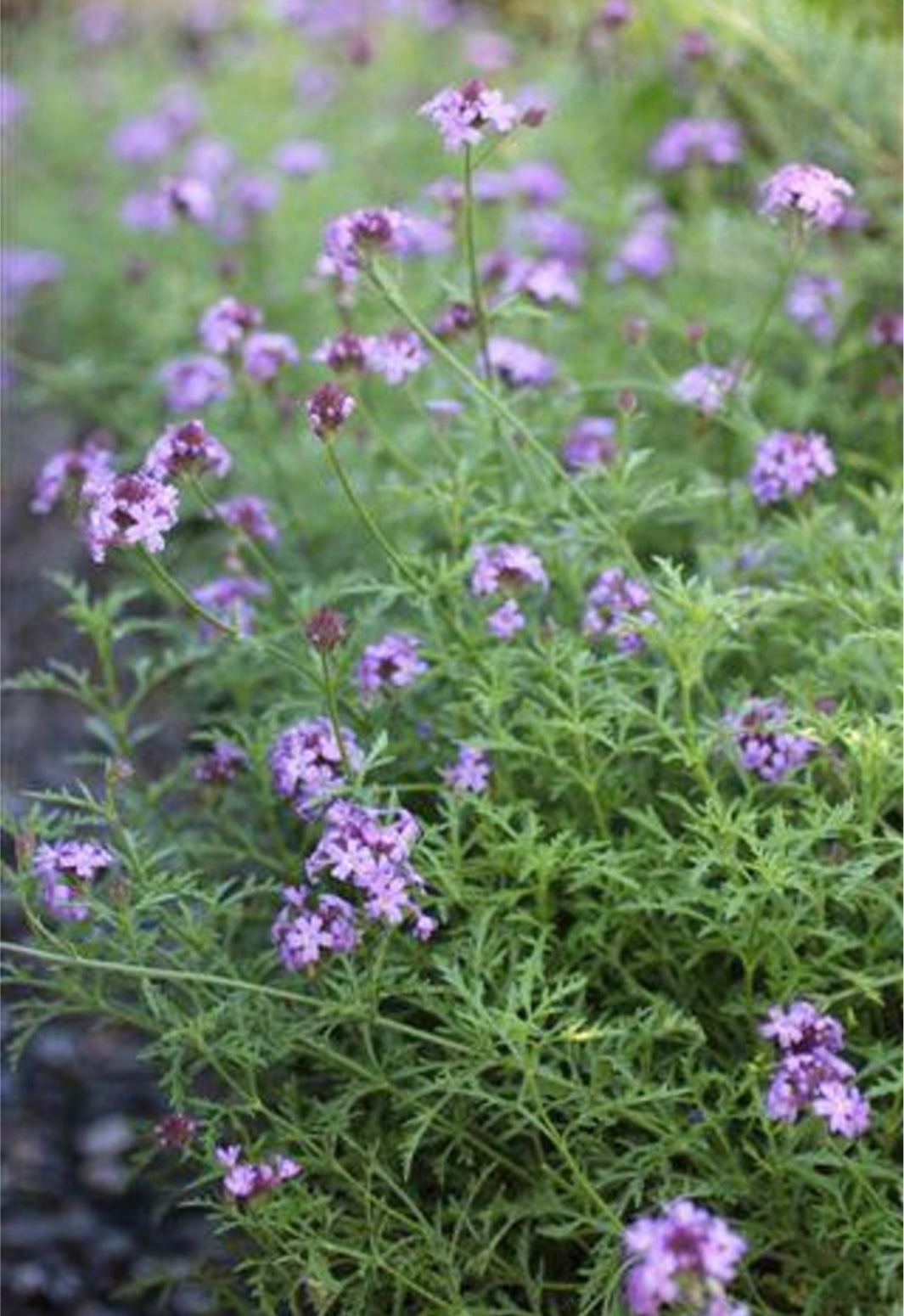 Verbena Lilacina De La Mina Purple Cedros Island Verbena Plant 1 Gallon Size Healthy Harvesters