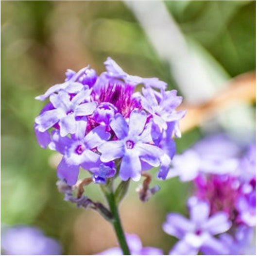 Verbena Lilacina De La Mina Purple Cedros Island Verbena Plant 1 Gallon Size Healthy Harvesters