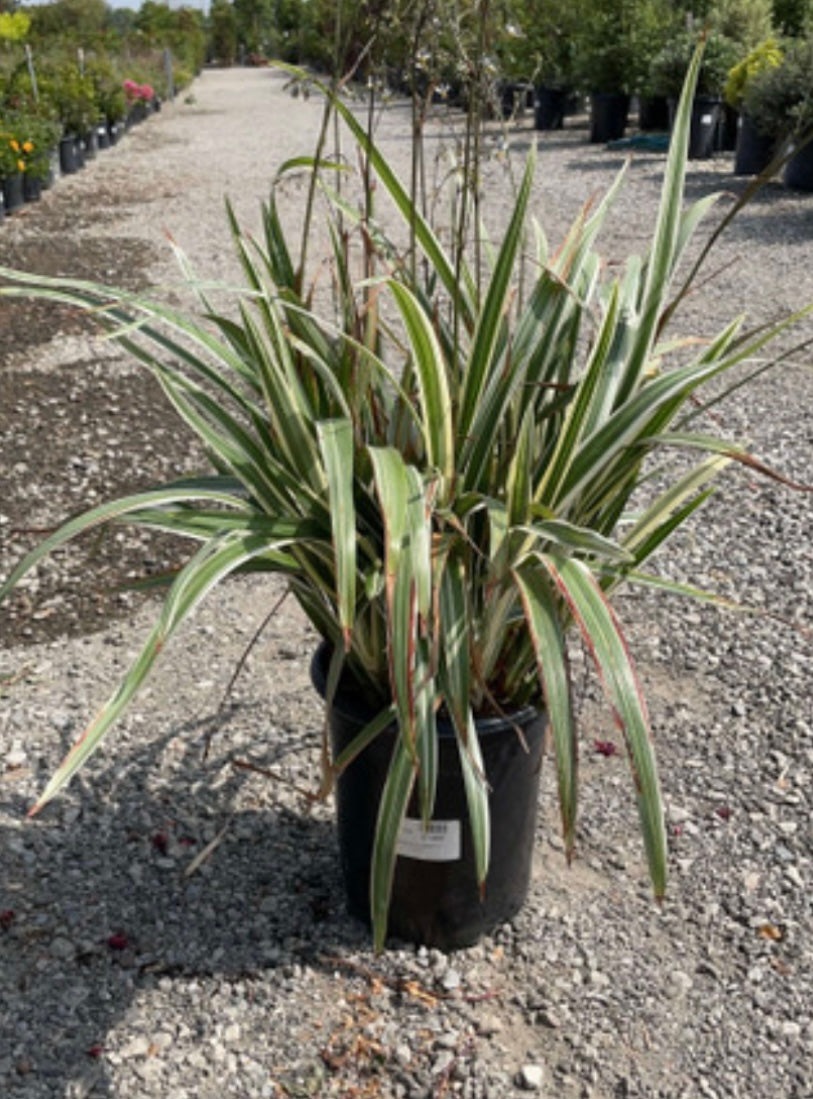 Dianella Tasmanica Variegata Flax Lily Plant 1 Gallon Size