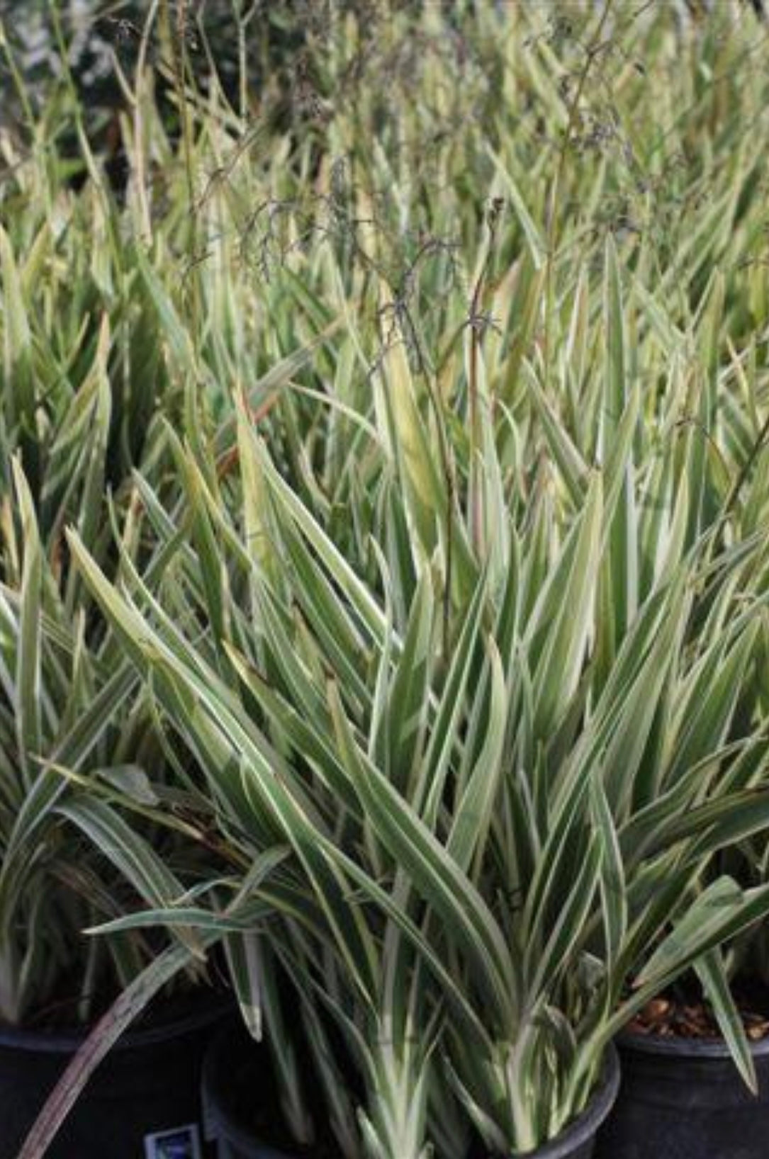Dianella Tasmanica Variegata Flax Lily Plant 1 Gallon Size