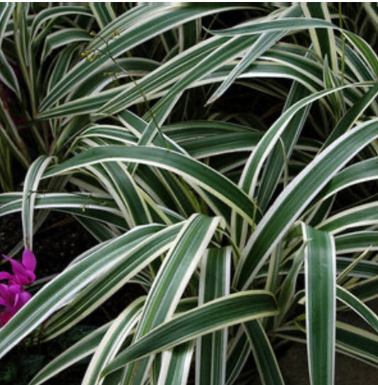 Dianella Tasmanica Variegata Flax Lily Plant 1 Gallon Size Healthy Harvesters