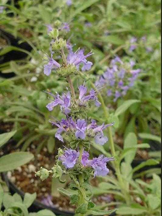 SALVIA X 'DARA'S CHOICE' Creeping Sage Plant 1 Gallon Size Healthy Harvesters