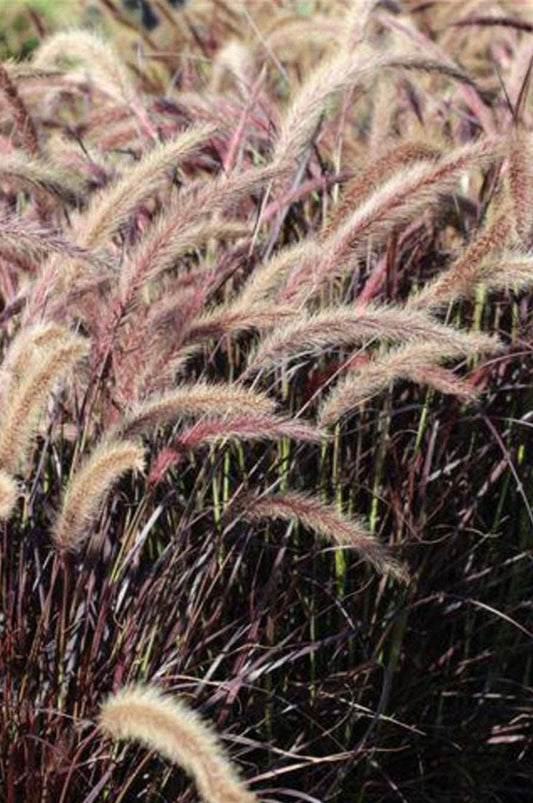 Pennisetum Setaceum Rubrum Purple Fountain Grass Plant 1 Gallon Size Healthy Harvesters