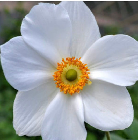 Anemone X Hybrida Honorine Jobert Japanese Anemone Plant 1 Gallon Size Healthy Harvesters