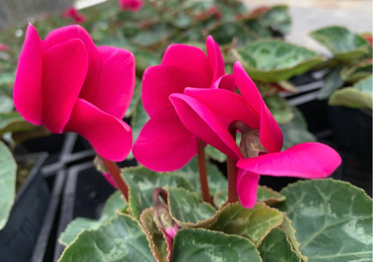 CYCLAMEN LATINIA® Scarlet Red Plant Healthy Harvesters