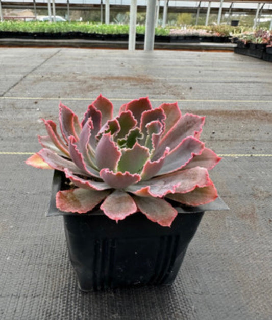 ECHEVERIA 'NEON BREAKERS' Succulent Plant  One Gallon Healthy Harvesters