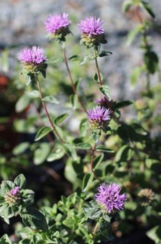 Russian River Coyote Mint Monardella villosa Plant Healthy Harvesters