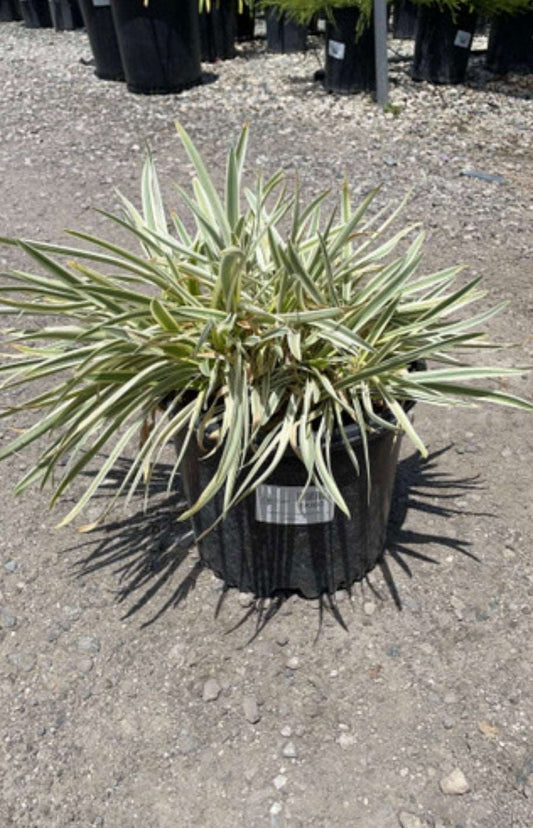 Dwarf Variegated Lily of the Nile AGAPANTHUS 'TINKERBELL' (LIGHT BLUE) Plant One Gallon Size Healthy Harvesters