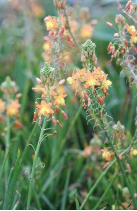 Orange Stalked Bulbine BULBINE FRUTESCENS 'HALLMARK Plant One Gallon Size Healthy Harvesters