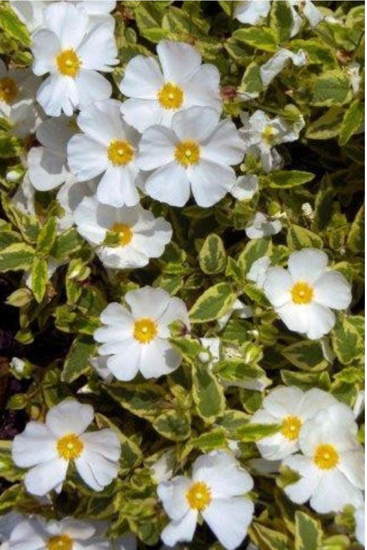 Little Miss Sunshine Rockrose CISTUS LITTLE MISS SUNSHINE (WHITE) Plant One Gallon Size Healthy Harvesters