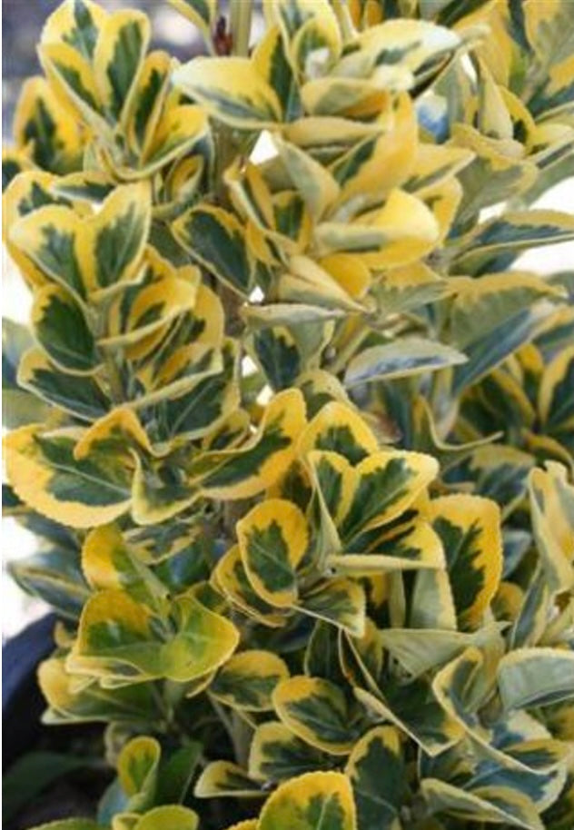 Golden Evergreen Euonymus EUONYMUS JAPONICUS 'AUREO MARGINATUS Plant One Gallon Size Healthy Harvesters