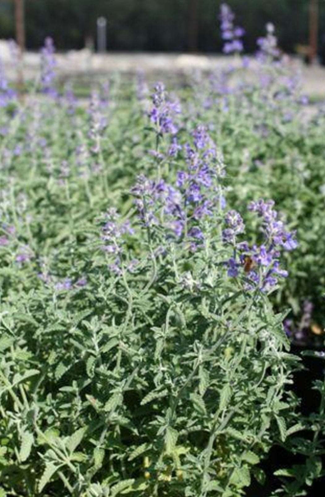 Catmint NEPETA FAASSENII Plant One Gallon Size Healthy Harvesters