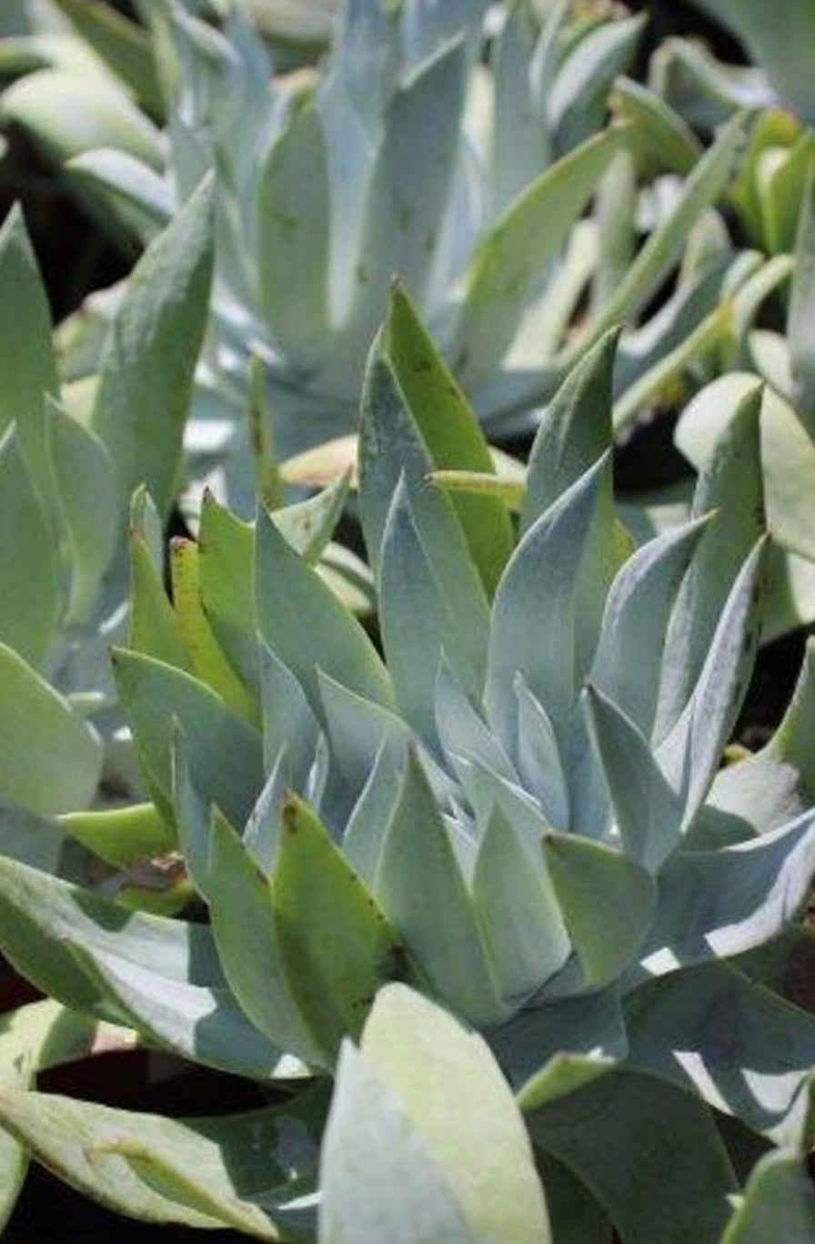 Giant Chalk Dudleya DUDLEYA BRITTONII Plant One Gallon Size Healthy Harvesters