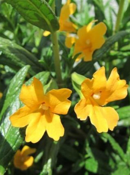 Shrubby Monkey Flower MIMULUS AURANTIACUS Plant One Gallon Size Healthy Harvesters