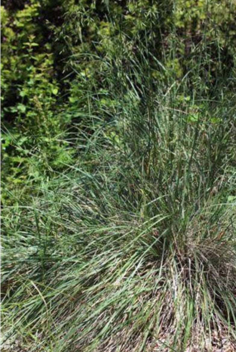 California Fescue FESTUCA CALIFORNICA Plant One Gallon Size Healthy Harvesters