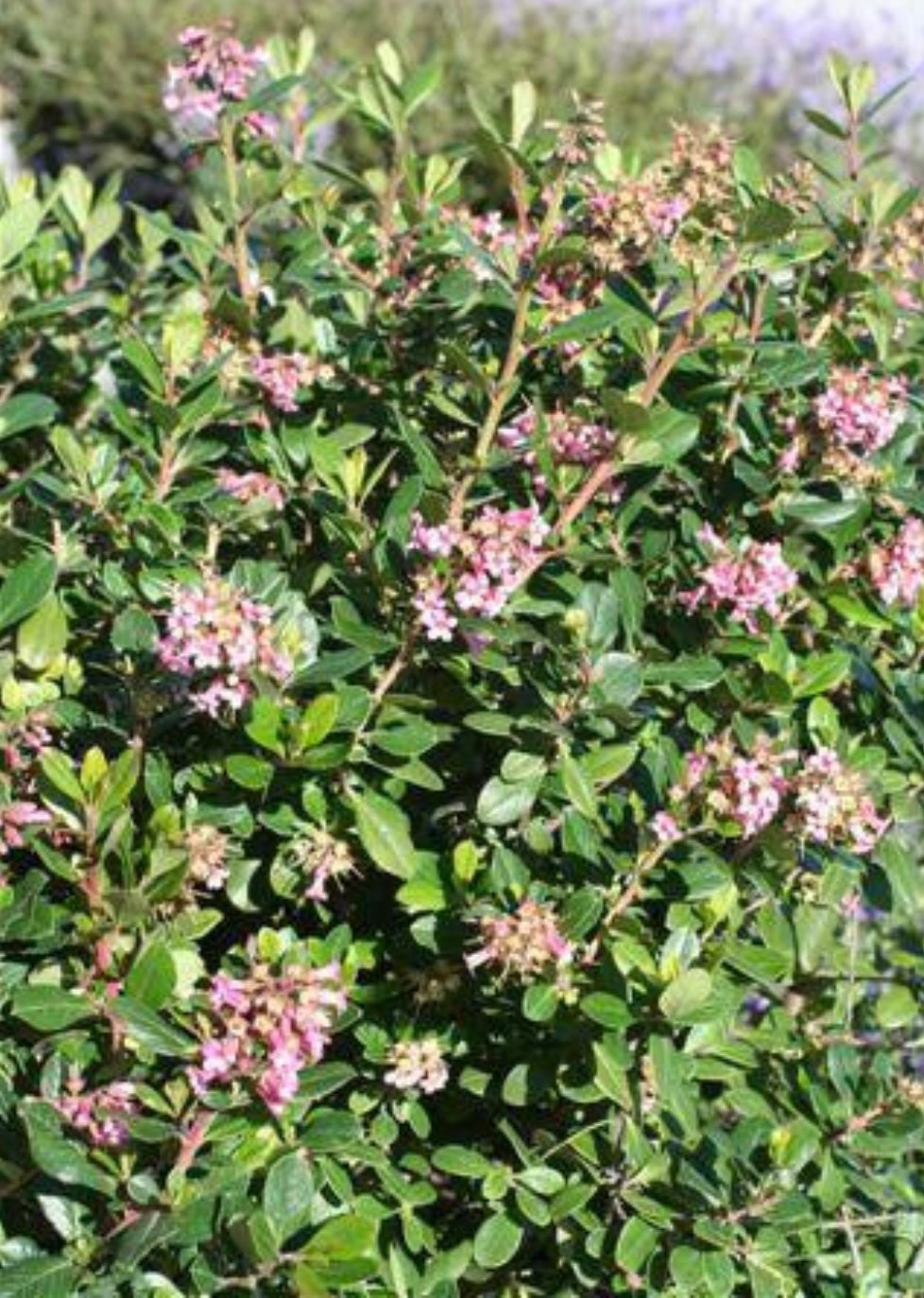 Pink Princess Escallonia ESCALLONIA EXONIENSIS 'FRADESII' Plant One ...