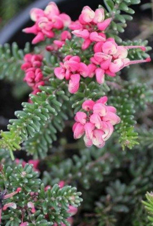 Mt. Tamboritha Woolly Grevillea GREVILLEA LANIGERA 'MT. TAMBORITHA Plant One Gallon Size Healthy Harvesters