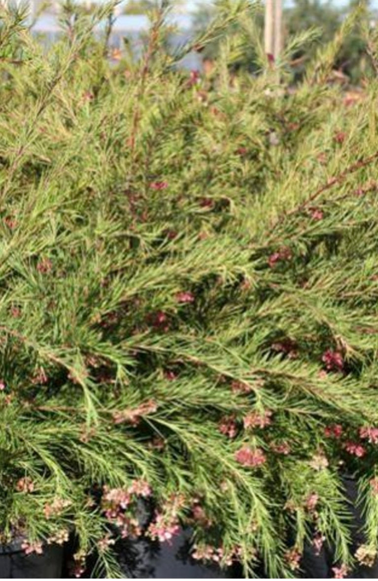 Noell Grevillea GREVILLEA 'NOELLII' Plant One Gallon Size Healthy Harvesters