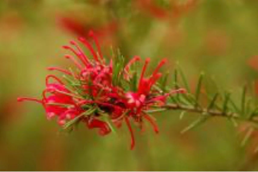 Noell Grevillea GREVILLEA 'NOELLII' Plant One Gallon Size Healthy Harvesters