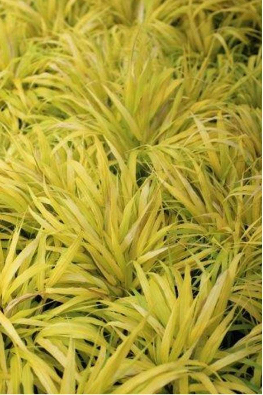 All Gold Japanese Forest Grass HAKONECHLOA MACRA 'ALL GOLD' Plant One Gallon Size Healthy Harvesters