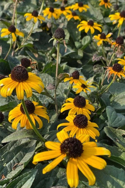 Goldsturm Black Eyed Susan RUDBECKIA FULGIDA 'GOLDSTURM' Plant One Gallon Size Healthy Harvesters