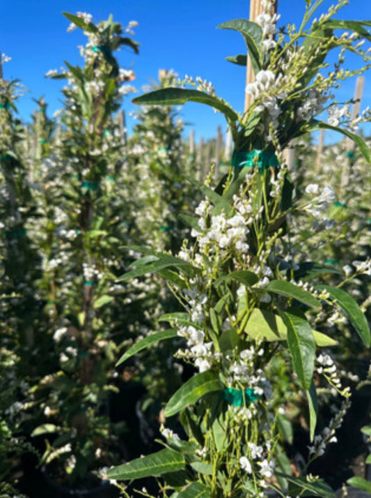 White Out Lilac Vine HARDENBERGIA VIOLACEA 'WHITE OUT' Plant One Gallon Size Healthy Harvesters