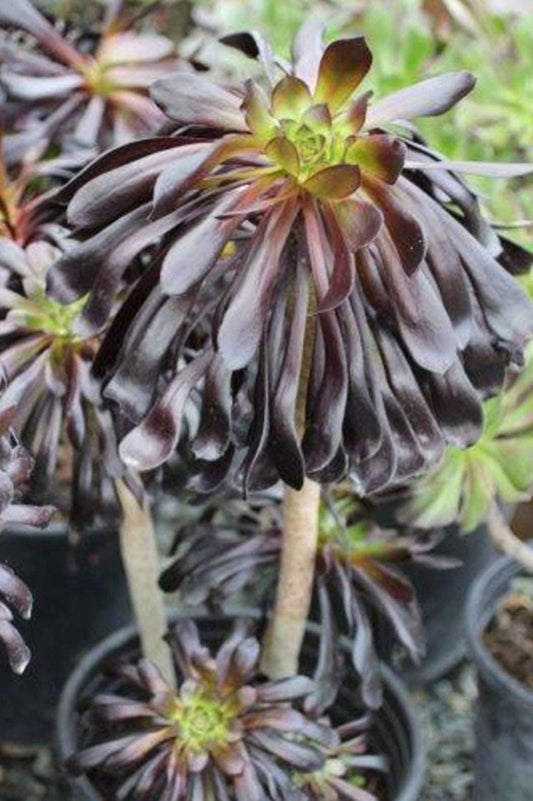 Black Rose AEONIUM ARBOREUM 'ZWARTKOP' Plant One Gallon Size Healthy Harvesters