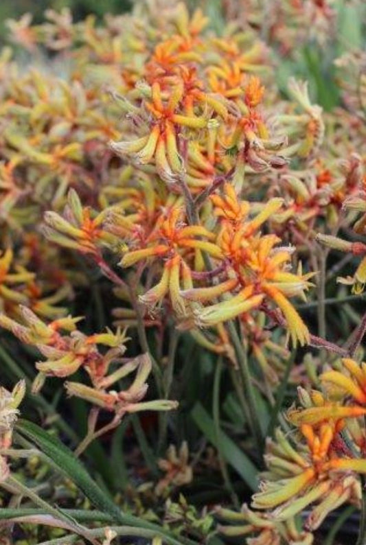 Amber Velvet Kangaroo Paw ANIGOZANTHOS 'AMBER VELVET' Plant One Gallon Size Healthy Harvesters