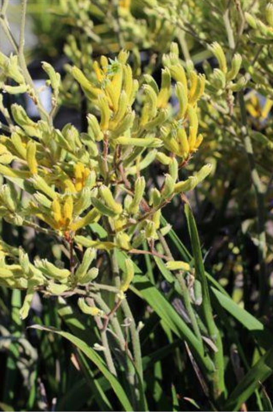 Yellow Gem Kangaroo Paw ANIGOZANTHOS 'YELLOW GEM' Plant One Gallon Size Healthy Harvesters