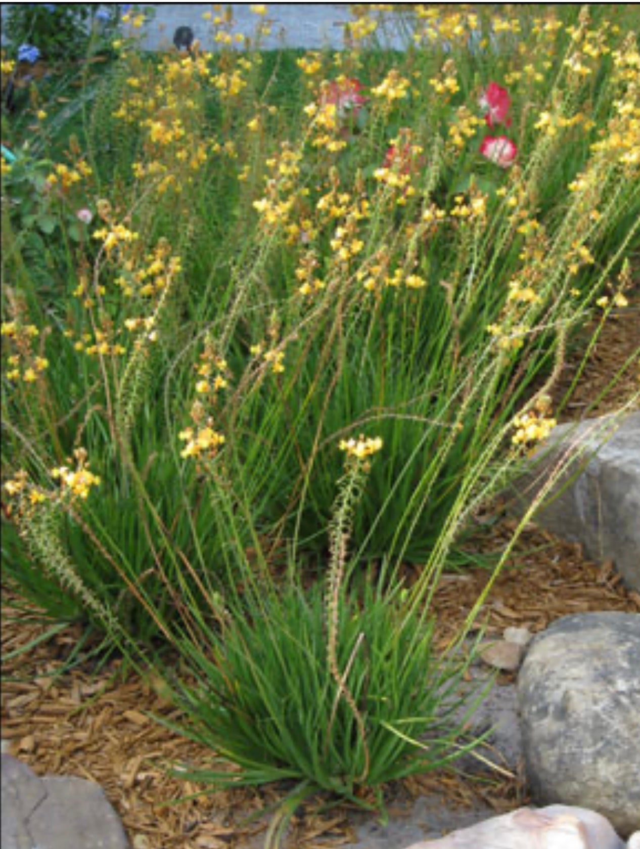 Yellow Stalked Bulbine BULBINE FRUTESCENS 'YELLOW'  Plant One Gallon Size Healthy Harvesters