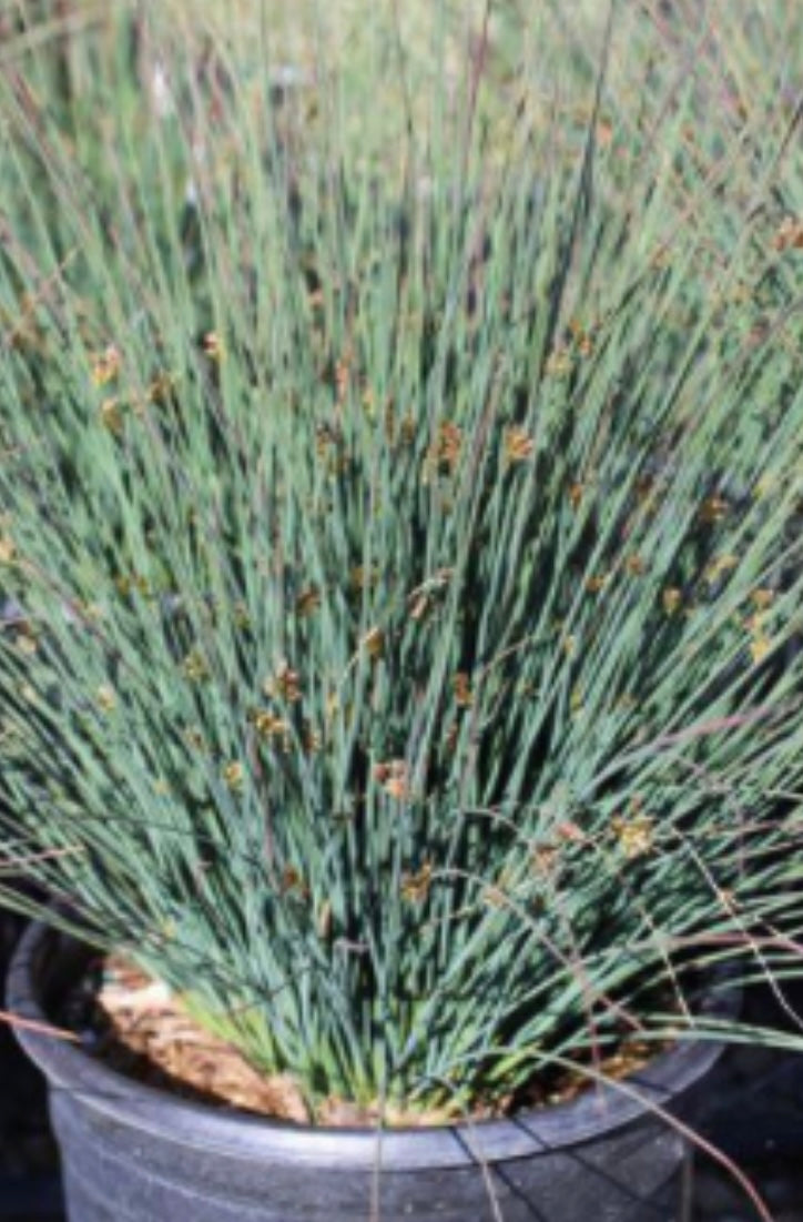 California Gray Rush, Common Rush Juncus patens Plant One Gallon Size Healthy Harvesters